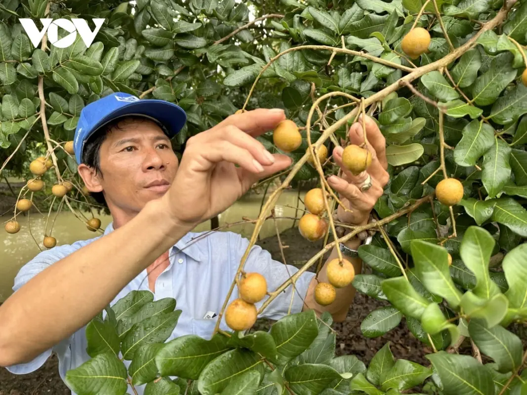 Vì Sao Nông Sản Vùng Đbscl Phải Phụ Thuộc Vào Tp.hcm để Xuất Khẩu