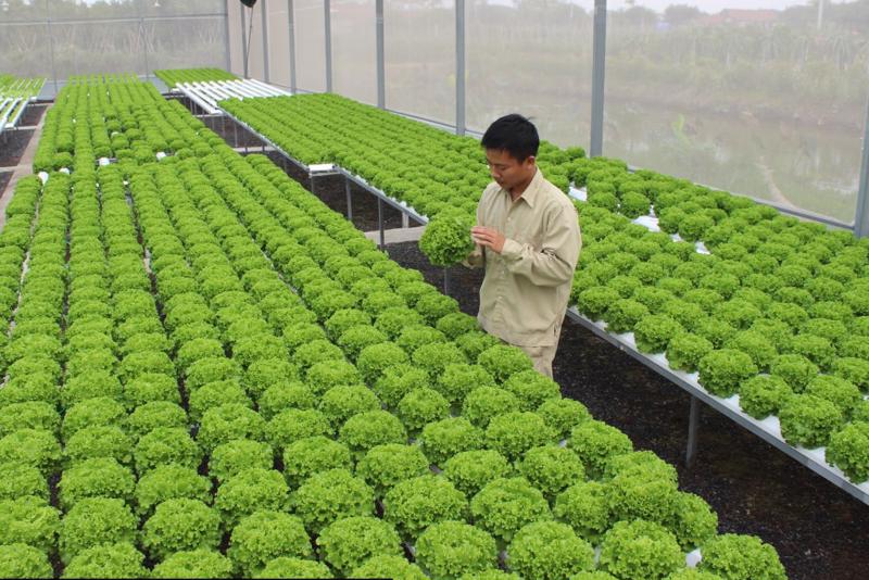 Ứng Dụng Cụ Thể Của Chiếu Xạ Nông Sản